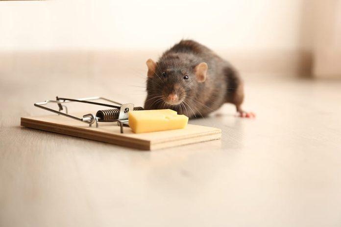 pest control for mice and rats Tampa