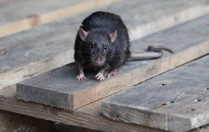 pest control for mice and rats tampa