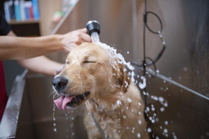 dog grooming